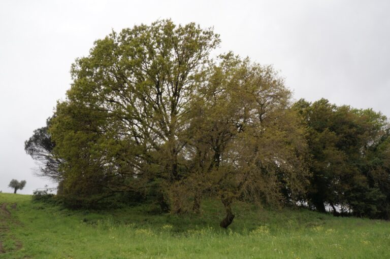 Le sugherete e la vegetazione dei prati e degli impluvi