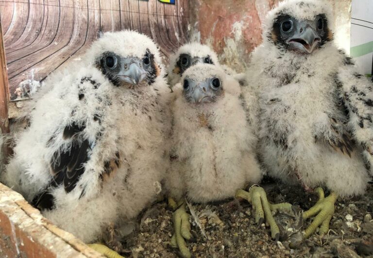 L'avifauna della Valle dei Casali