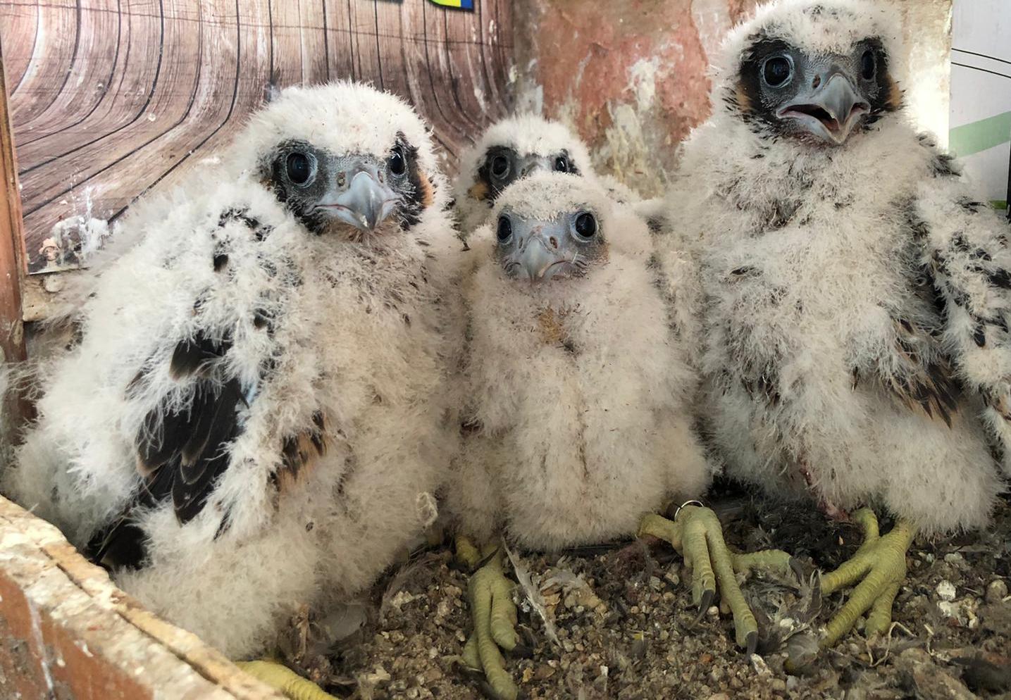 L’avifauna della Valle dei Casali