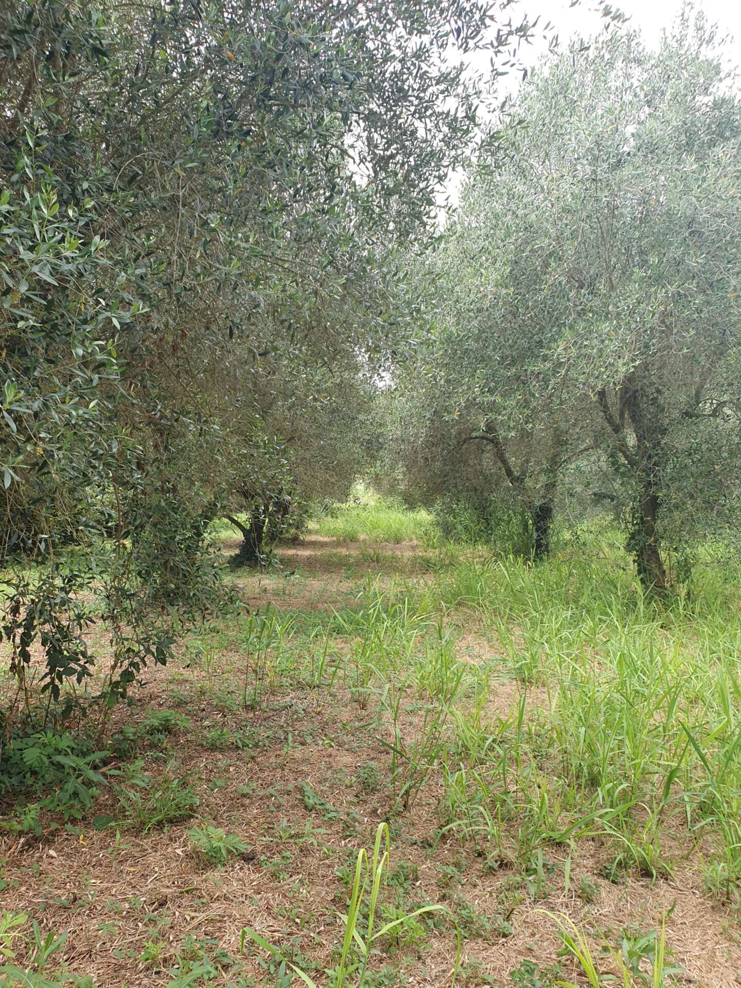 oliveto Parco delle Rose