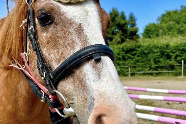 CASALETTO EQUESTRIAN CENTER 2024-02-25 alle 23.24.50