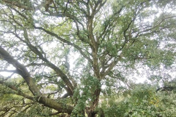 Frammenti forestali della valle dei casali 12