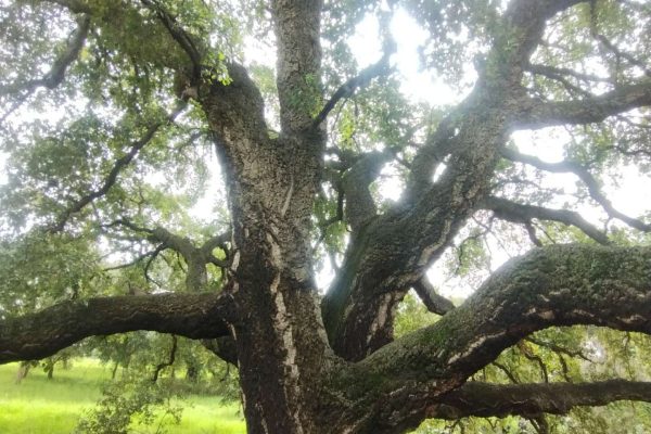 Frammenti forestali della valle dei casali 13