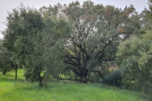 Frammenti forestali della valle dei casali 2