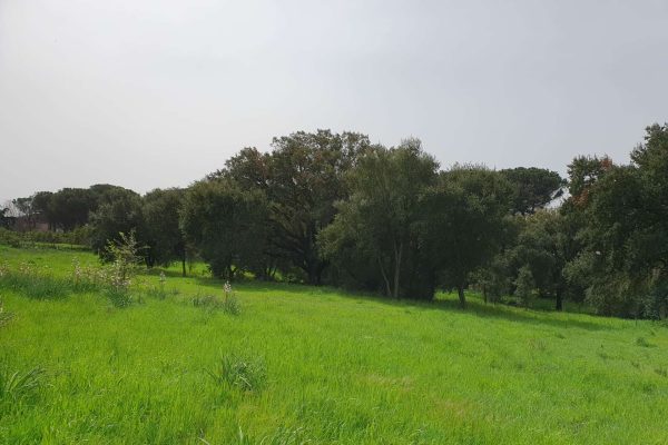 Frammenti forestali della valle dei casali 3