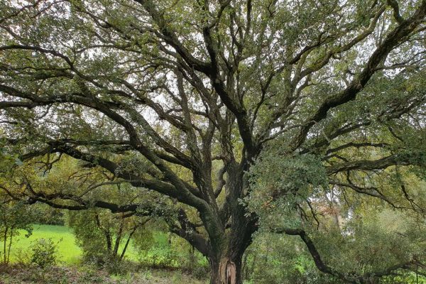 Frammenti forestali della valle dei casali 4