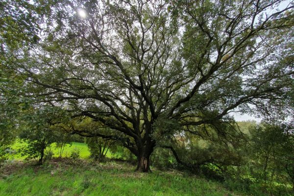 Frammenti forestali della valle dei casali 5