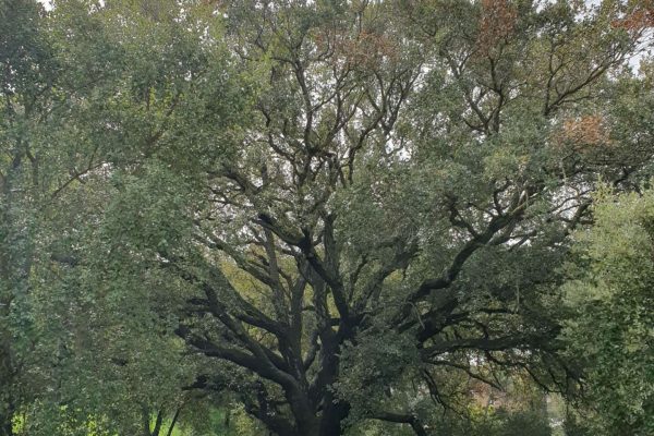 Frammenti forestali della valle dei casali 6