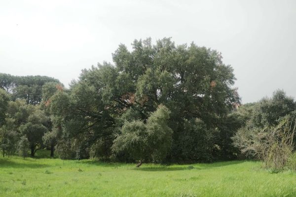 Frammenti forestali della valle dei casali 9