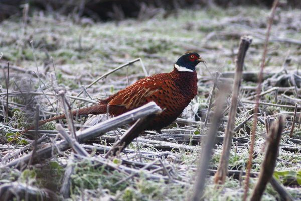 avifauna valle dei casali 27-02-2024 alle 14.42.09 3