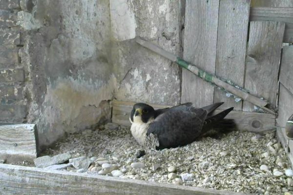 avifauna valle dei casali 27-02-2024 alle 14.42.09 4