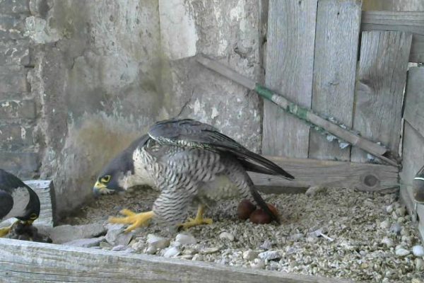 avifauna valle dei casali 27-02-2024 alle 14.42.09 5