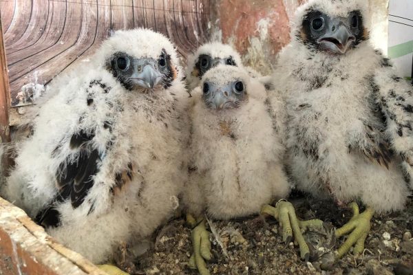 avifauna valle dei casali 27-02-2024 alle 14.42.09 7