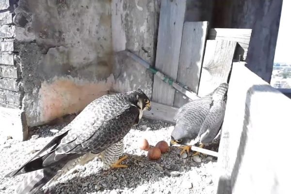 avifauna valle dei casali 27-02-2024 alle 14.42.09 8