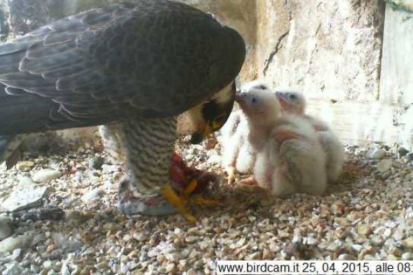 avifauna valle dei casali 27-02-2024 alle 14.42.09